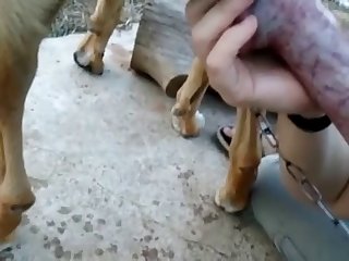 Suck Zoos Book 11