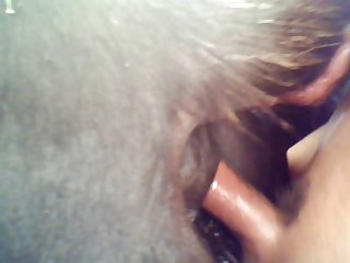 Equine From Behind
