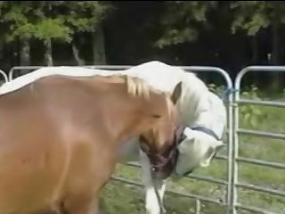 Stallion Cums Over Guy