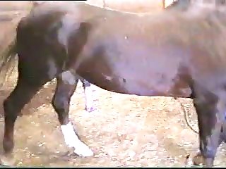 Shyhorse1 1
