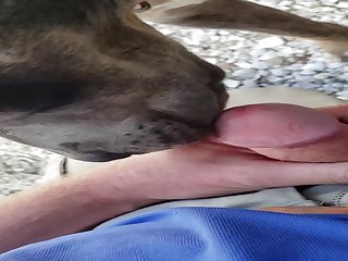 Feeding Cum To Neighbor's Bitch