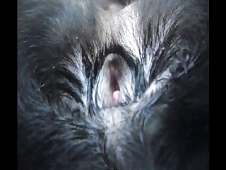 Aluzky Llab Fingerjob 3 Licking Dog Pussy