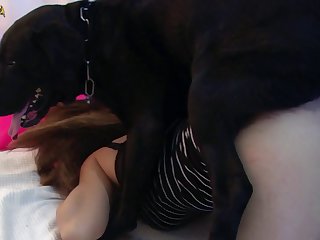 Horse Erection Video