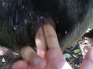 K9 Cum