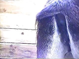 Zootube2