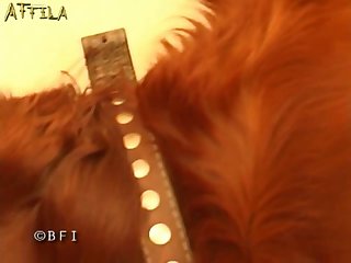 Tranny Cock Pov