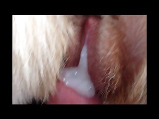 Dog Licks Anus