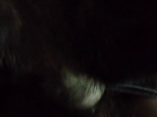 Animal Porn.com
