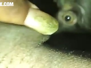 Animal Porn Called