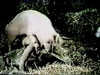 Porn Animal Cow
