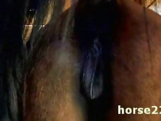 Animal Birth Porn