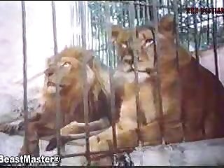 Animal Penises Porn