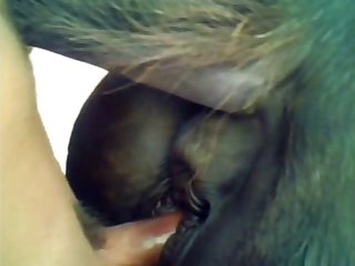 Animal Kindom Porn