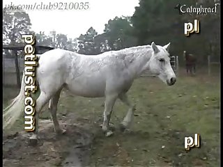 Free Animal And Human Porn