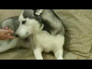 Zoofilia Cerdo Y Mujer