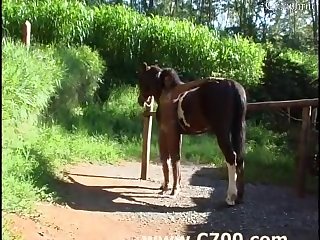 Extreme Ladyboys Porn Tube