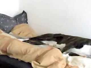 Extreme Pain Bondage Porn