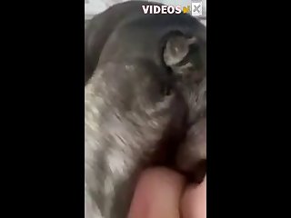 Girlfriend Knotted By French Bulldog