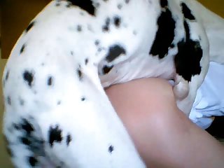 Animal Extreme Sex Porn