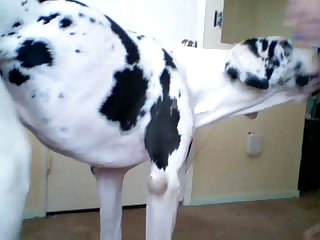 Animal Extreme Sex Porn