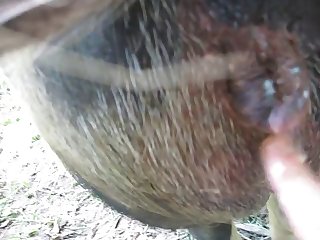Porn Extreme Hairy