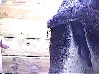 Porn Zoo Extreme