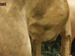 Dogs Licking Dick