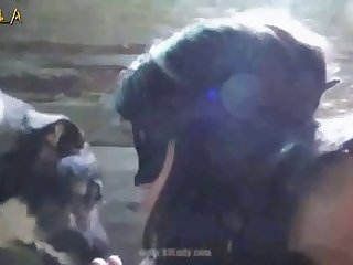 Animal Mating Sex