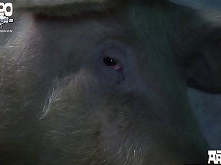 Live Animal Sex