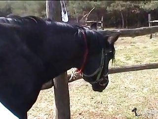 Animal Sex Videos .com