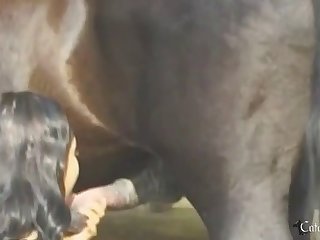 Animal Having Sex Gif