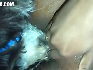 Skirby Dog Video Porn