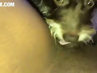Zoofilia Porno