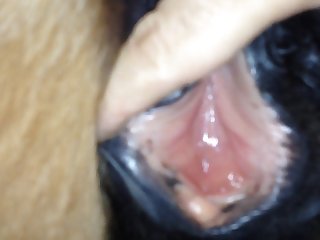 Norsk Amator Porno Animal Porno