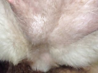 Large Animal Sex Clips