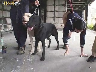 Teen Home Dog Porn