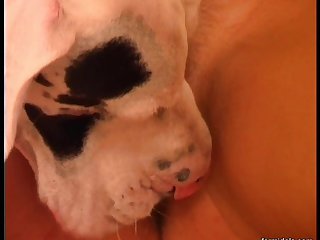 Anna Tube Dog Porn
