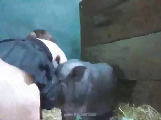 Cum Inside Dog Porn