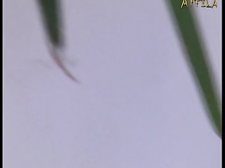 Emilys Diary Zoo Porn
